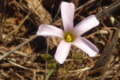 Oxalis dentata