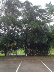 Terminalia microcarpa