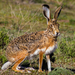 Granada Hare - Photo (c) Jorge Urosa, some rights reserved (CC BY-NC-ND), uploaded by Jorge Urosa