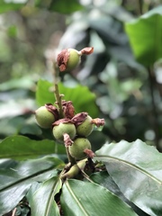 Alpinia hainanensis