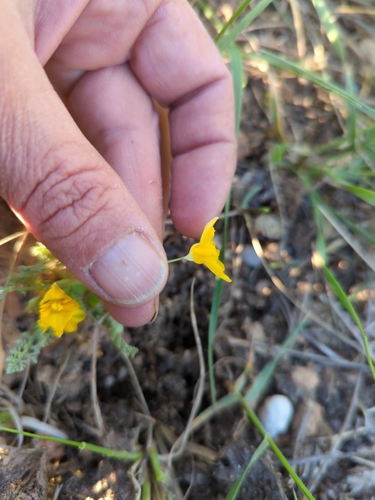 Image of Hypecoum imberbe by (c) castieler, some rights reserved (CC BY-SA)