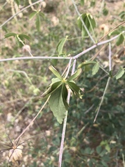 Hibiscus caesius caesius