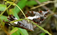 Eurytela hiarbas angustata