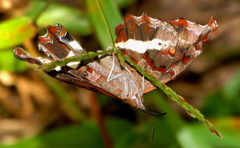 Eurytela hiarbas angustata