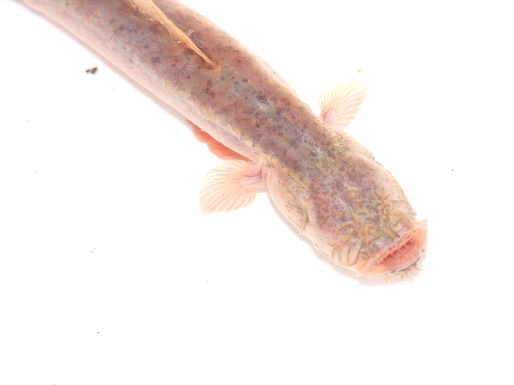 Bearded eel goby