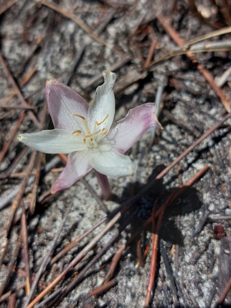 Gethyllis kaapensis, Cape Point, Cape Town, South Africa