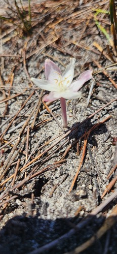 Gethyllis kaapensis