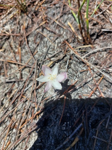 Gethyllis kaapensis