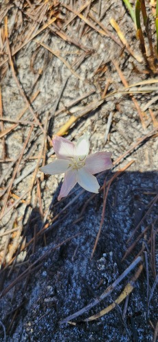 Gethyllis kaapensis