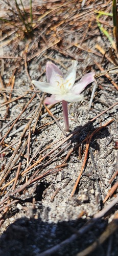 Gethyllis kaapensis
