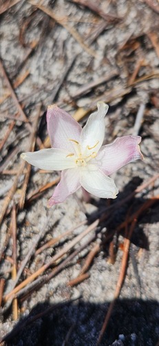 Gethyllis kaapensis