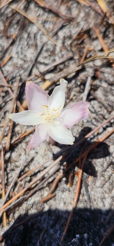 Gethyllis kaapensis
