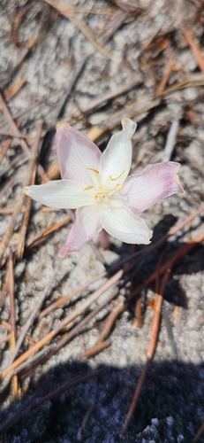 Gethyllis kaapensis