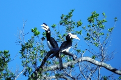 Anthracoceros coronatus