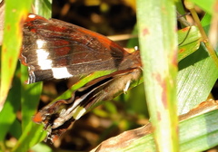 Eurytela hiarbas angustata