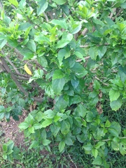 Ehretia anacua