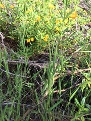 Brachypodium distachyon