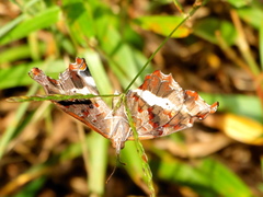 Eurytela hiarbas angustata