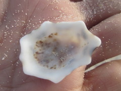 Patelloida saccharina lanx