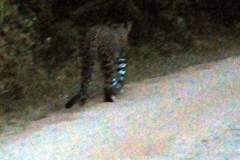 Panthera pardus kotiya