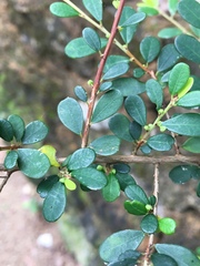 Phyllanthus cochinchinensis