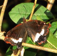 Eurytela hiarbas angustata