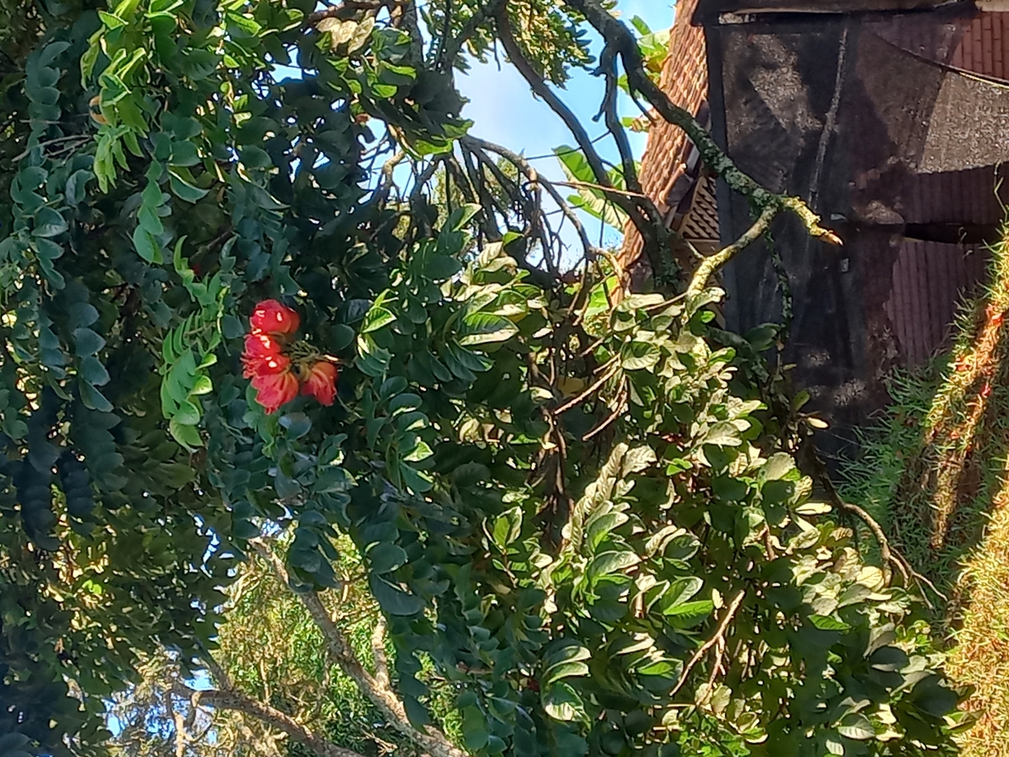 Spathodea campanulata