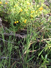 Brachypodium distachyon