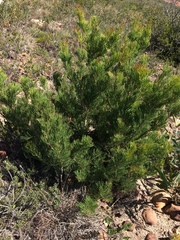 Hakea drupacea