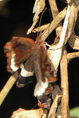 Eurytela hiarbas angustata