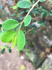 Phyllanthus cochinchinensis