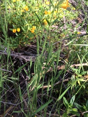 Brachypodium distachyon