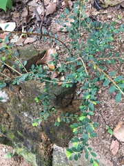 Phyllanthus cochinchinensis