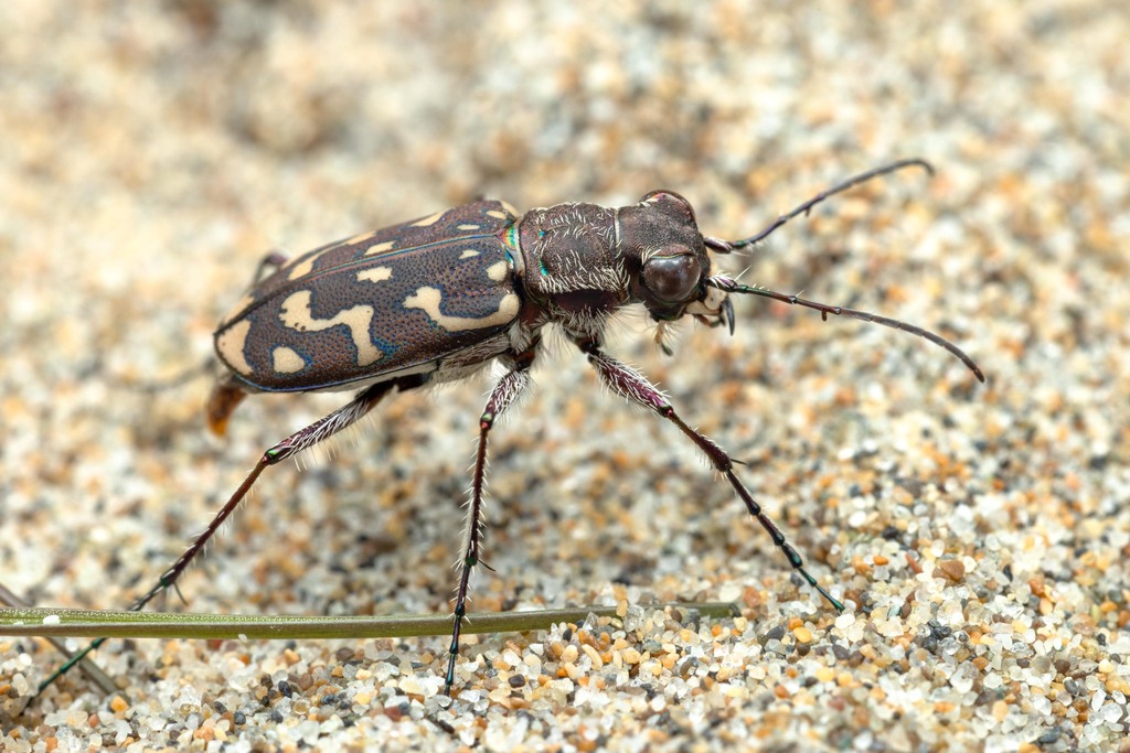 Lophyra flexuosa