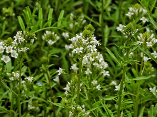 Lysimachia candida, photograph 5