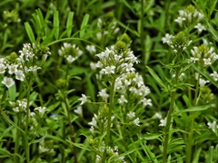 (c) 卢江离, some rights reserved (CC BY) Lysimachia candida, photograph (c) 卢江离, some rights reserved (CC BY)
