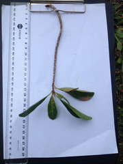 Terminalia microcarpa