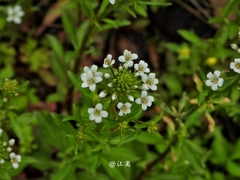 Lysimachia candida, photograph (c) 卢江离, some rights reserved (CC BY)
