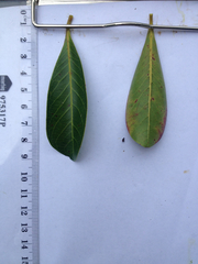 Terminalia microcarpa