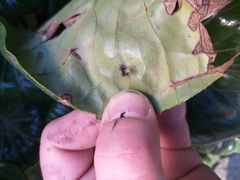 Cryptachaea veruculata