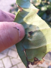 Cryptachaea veruculata