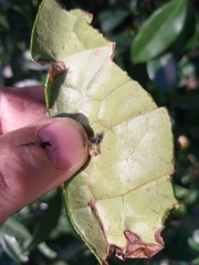 Cryptachaea veruculata