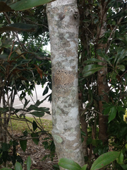Terminalia microcarpa