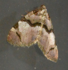 Anticlea derivata
