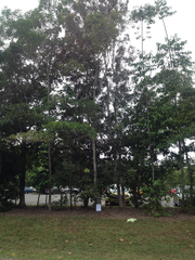 Terminalia microcarpa