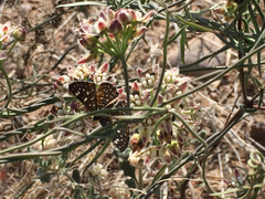 Riodinidae