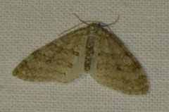 Trichopteryx carpinata