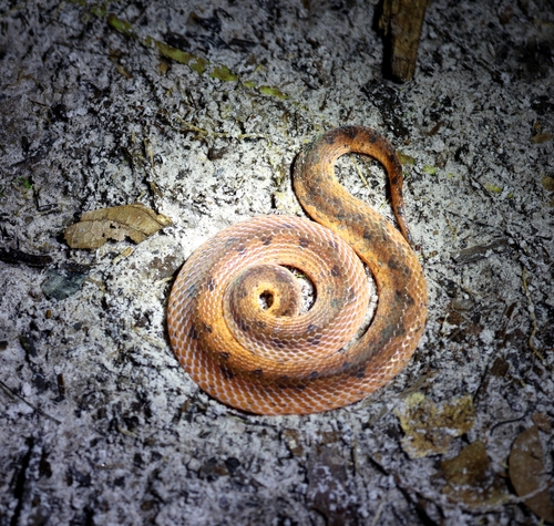 Wucherer's Ground Snake