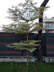 Terminalia mantaly 'triciolor'