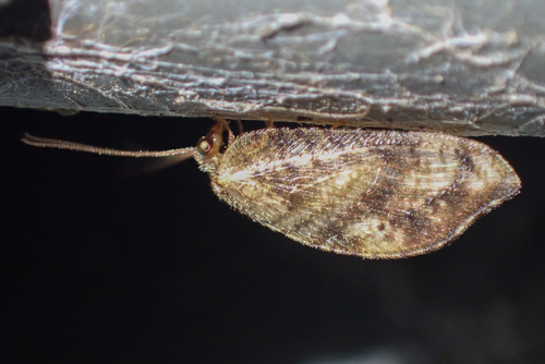 Australian Variable Lacewing photo 5